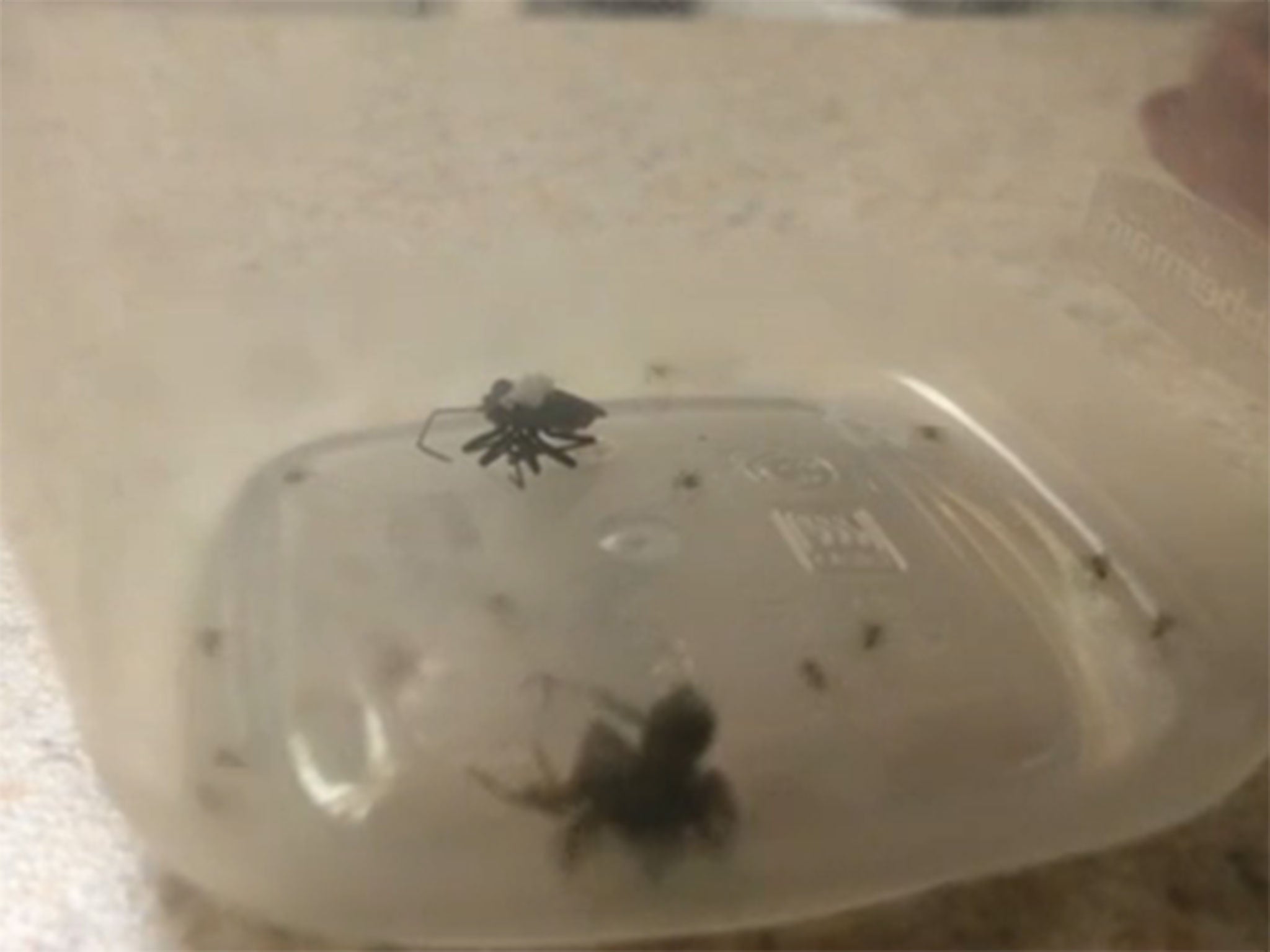 The spider unleashed 12 babies when it was attacked