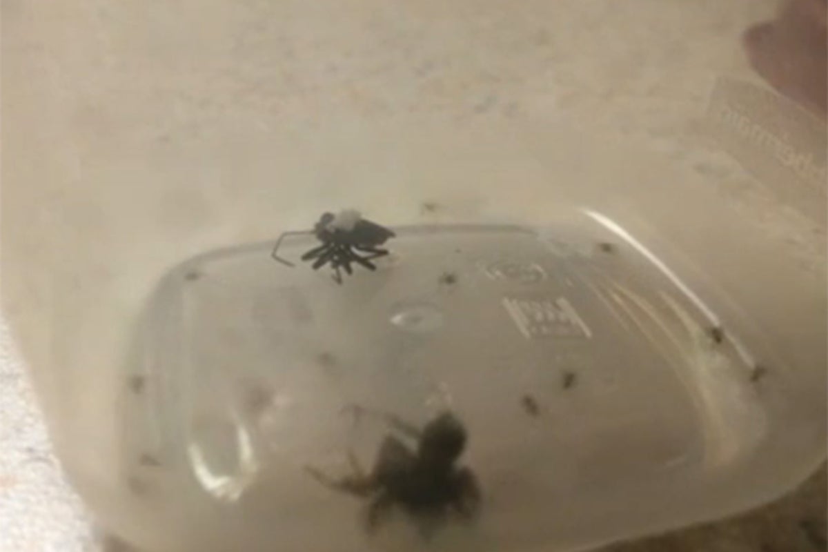 Video: Under attack spider explodes unleashing an army of babies | The ...