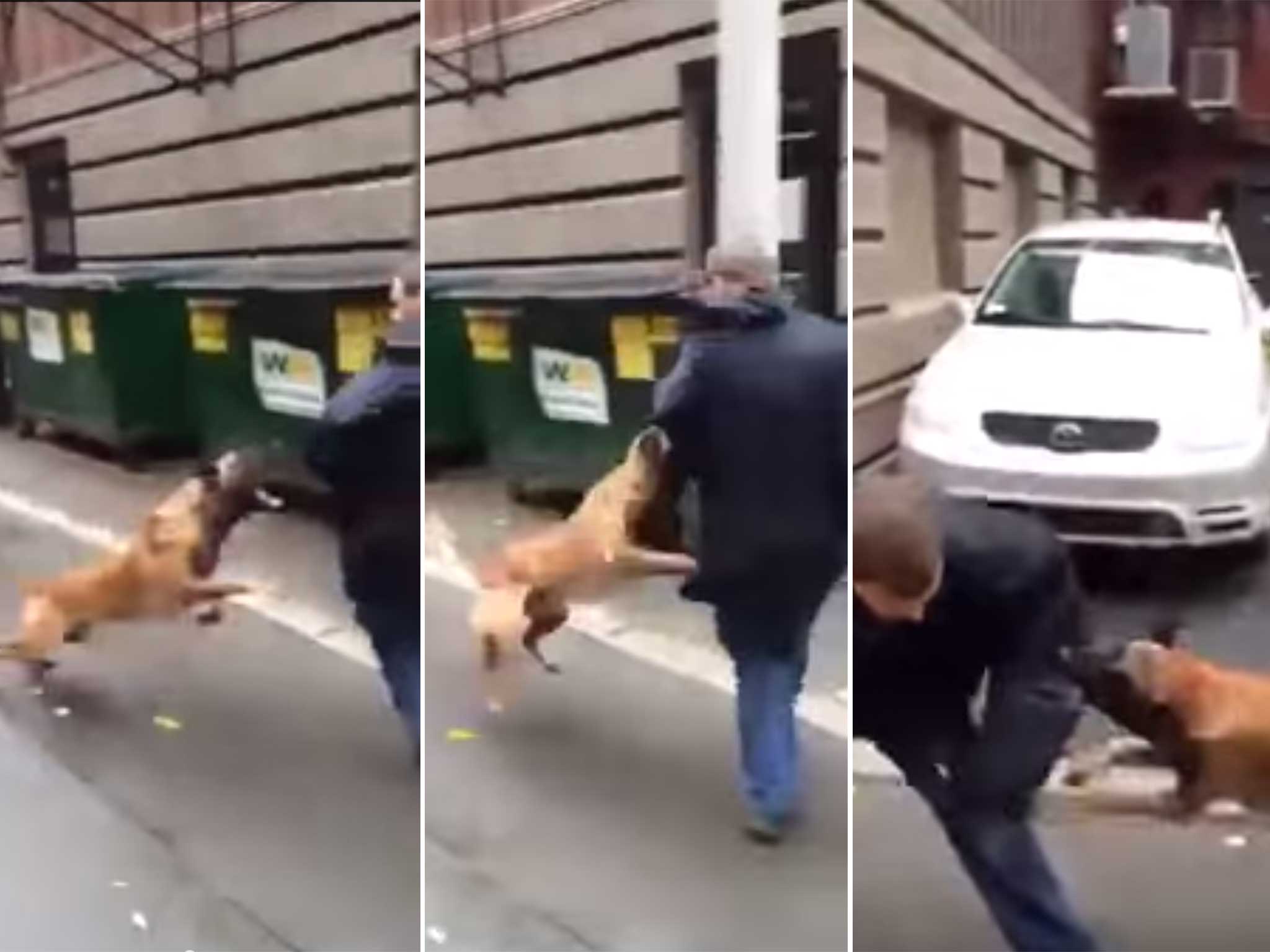 Stills from the video showing the dog attacking