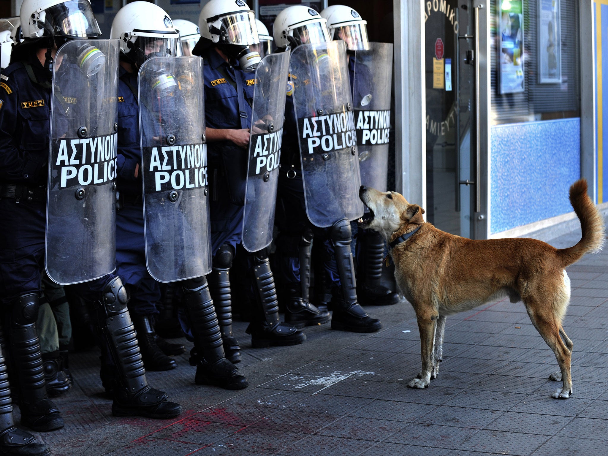 Loukanikos, the much-loved Greek riot dog who became internationally famous for appearing on the front line of anti-austerity protests in the country, has died