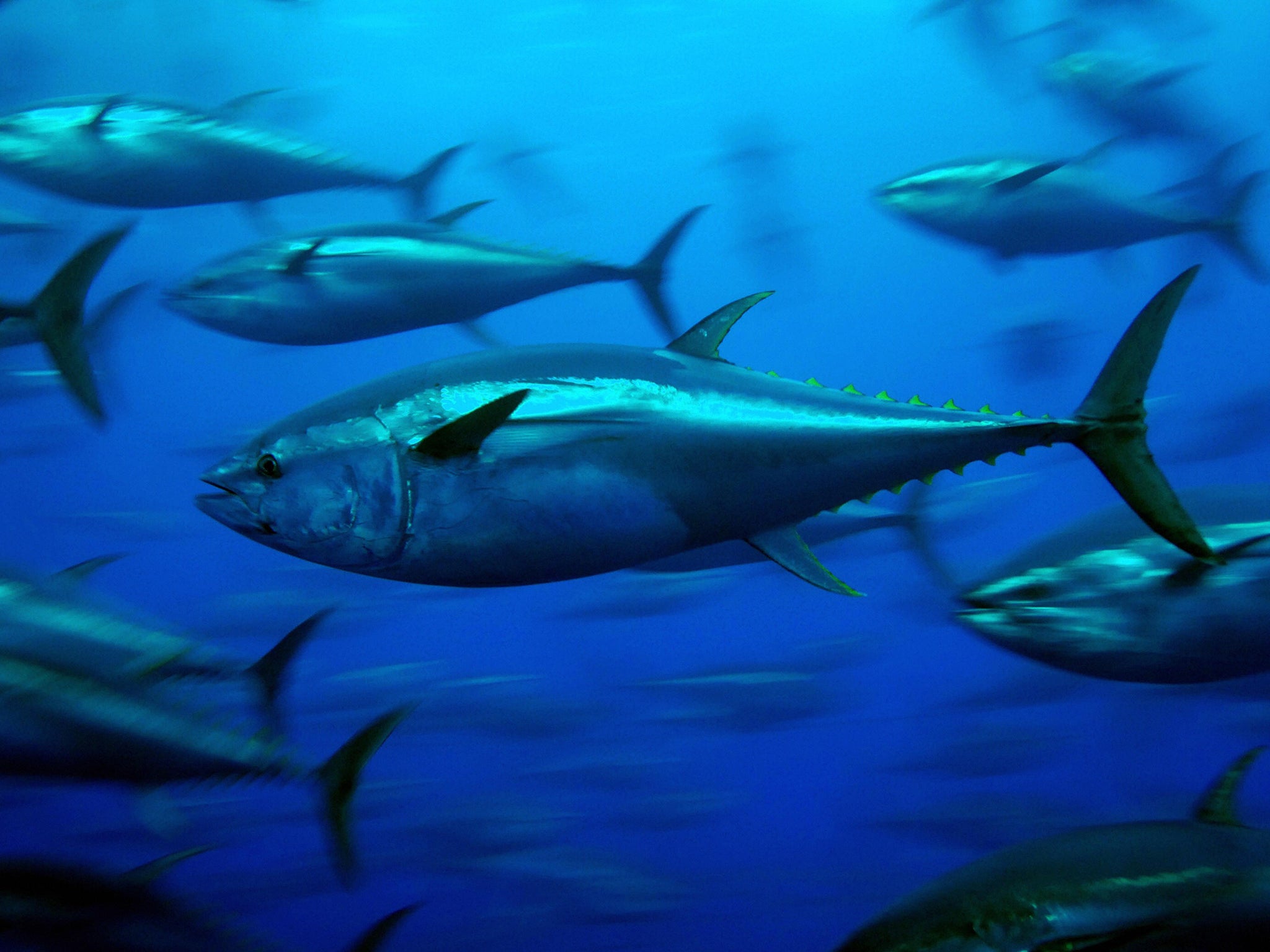 The numbers of bluefin tuna are rising – but consumers
are still advised not to eat them