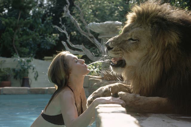 American actress and animal activist Tippi Hedren, in a swimming pool, playfully spits water at her pet lion Neil, who sits on the pool's deck, Sherman Oaks, California, May 1971