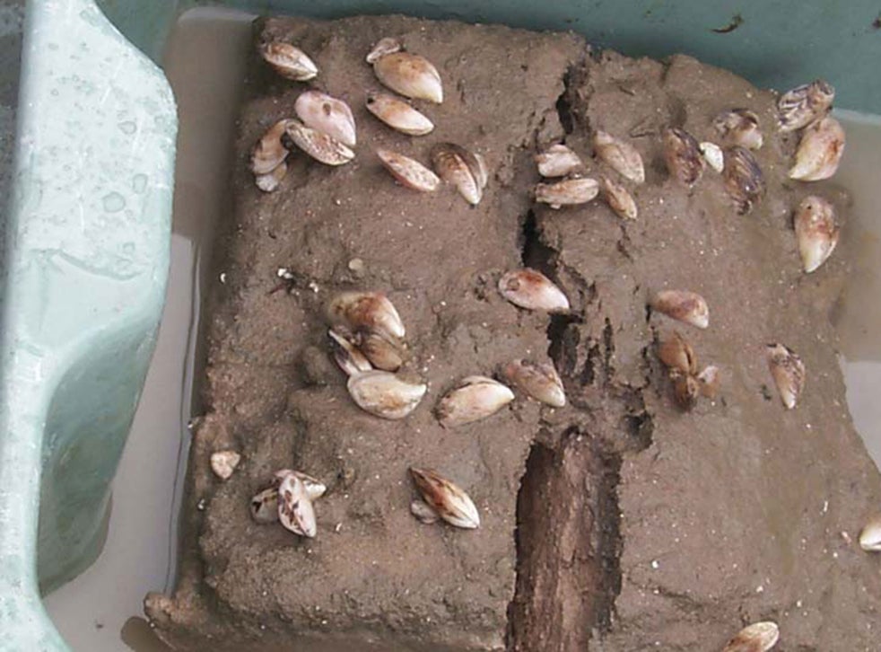 Quagga mussels 'Most dangerous alien species' are found in reservoir