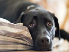 What is Alabama rot?