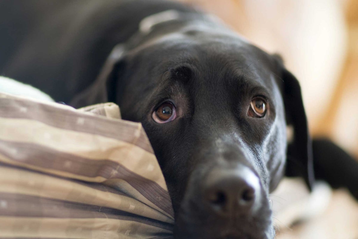 Dog owners told to ‘stay vigilant’ following fresh cases of life ...