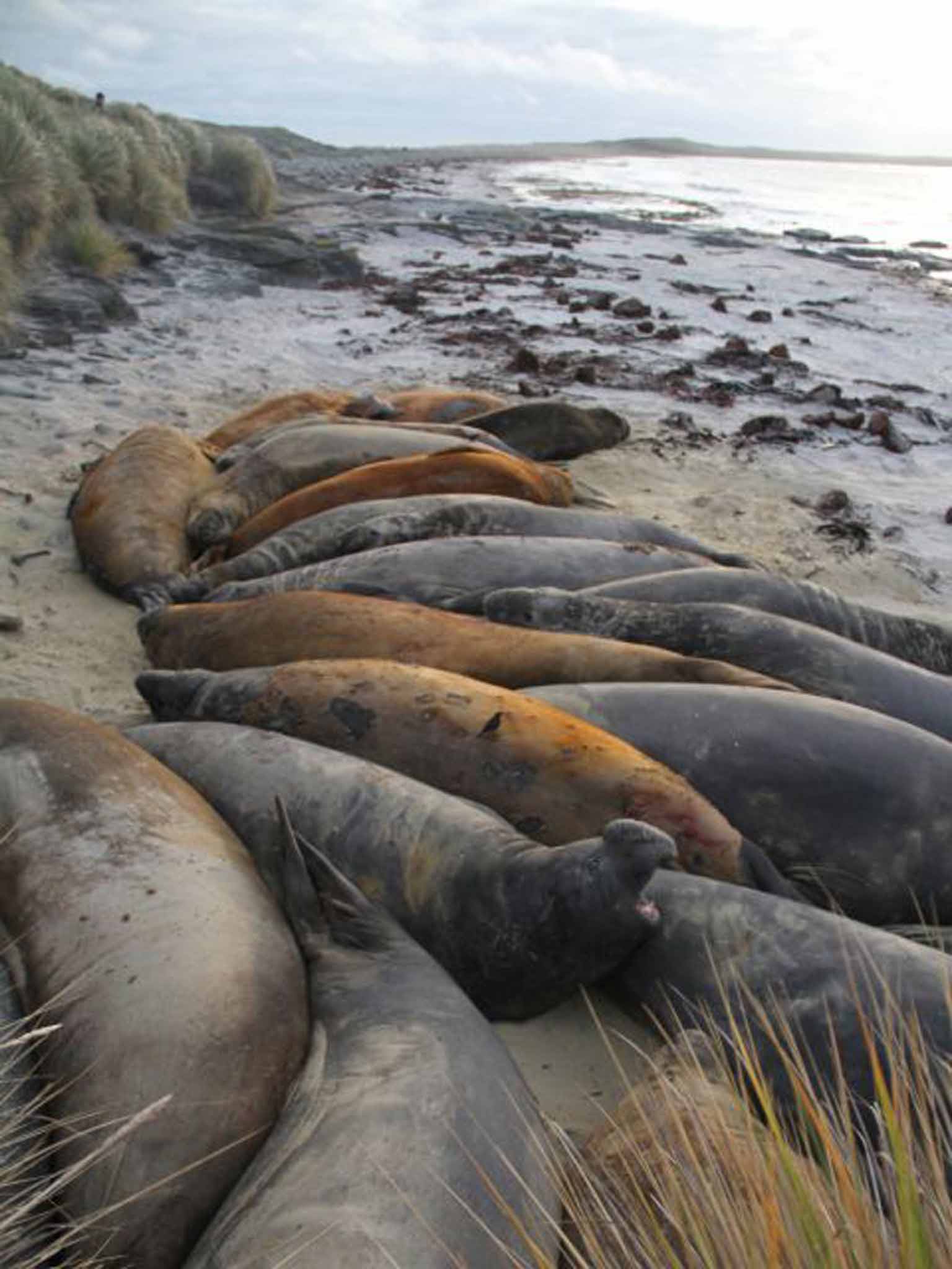 Elephant seals on Sealion Island