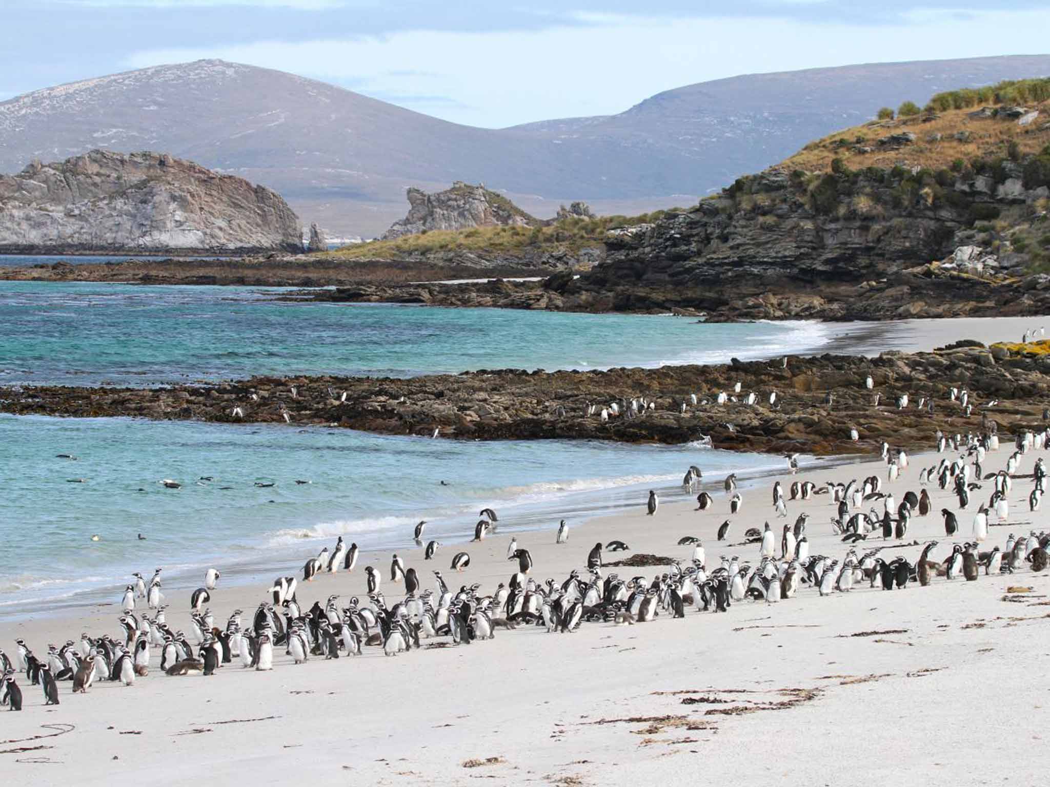 Penguins on Carcass Island