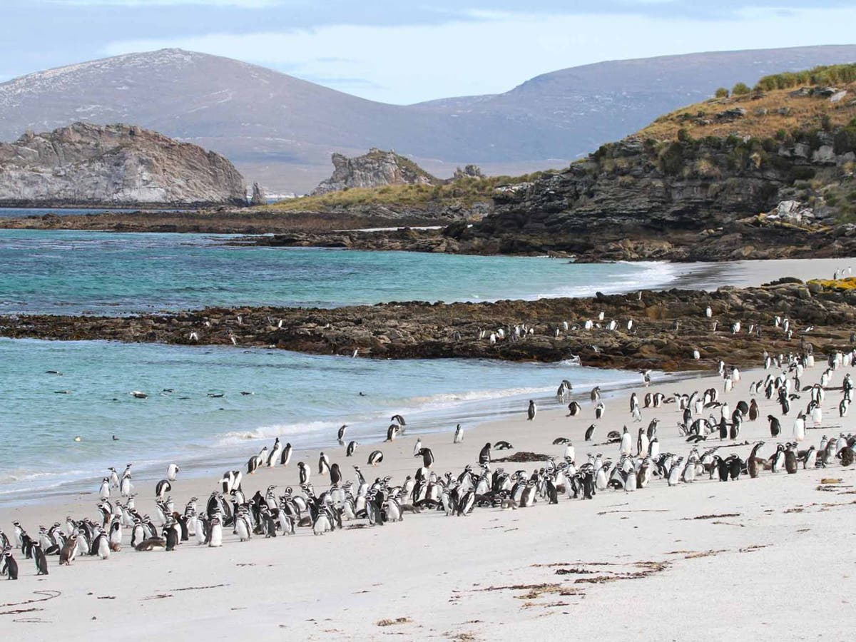 Falkland Islands: A landscape that's strictly for the birds | The ...