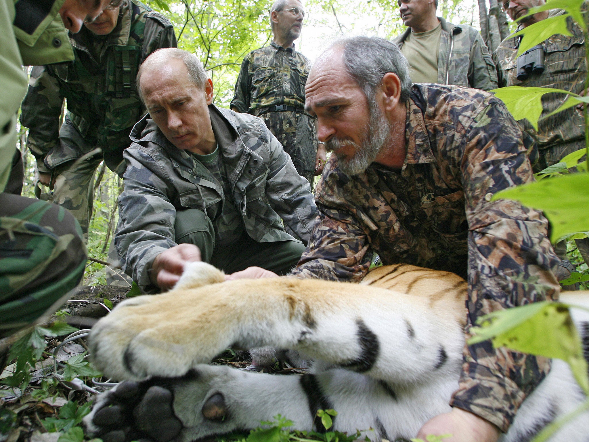 Vladimir Putin fixes a GPS satellite transmitter onto a tiger in 2008