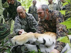 Tiger released into wild by Putin defects to China