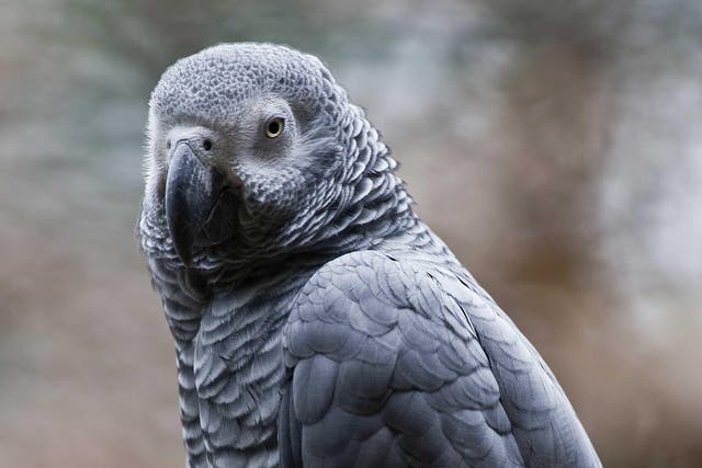 A grey African parrot, pictured here in Mexico