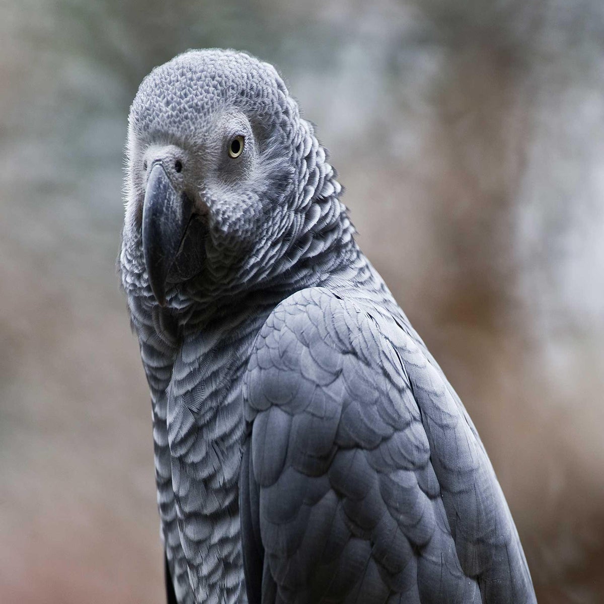 Parrot returns to British owner speaking Spanish - four years after  disappearing | The Independent | The Independent