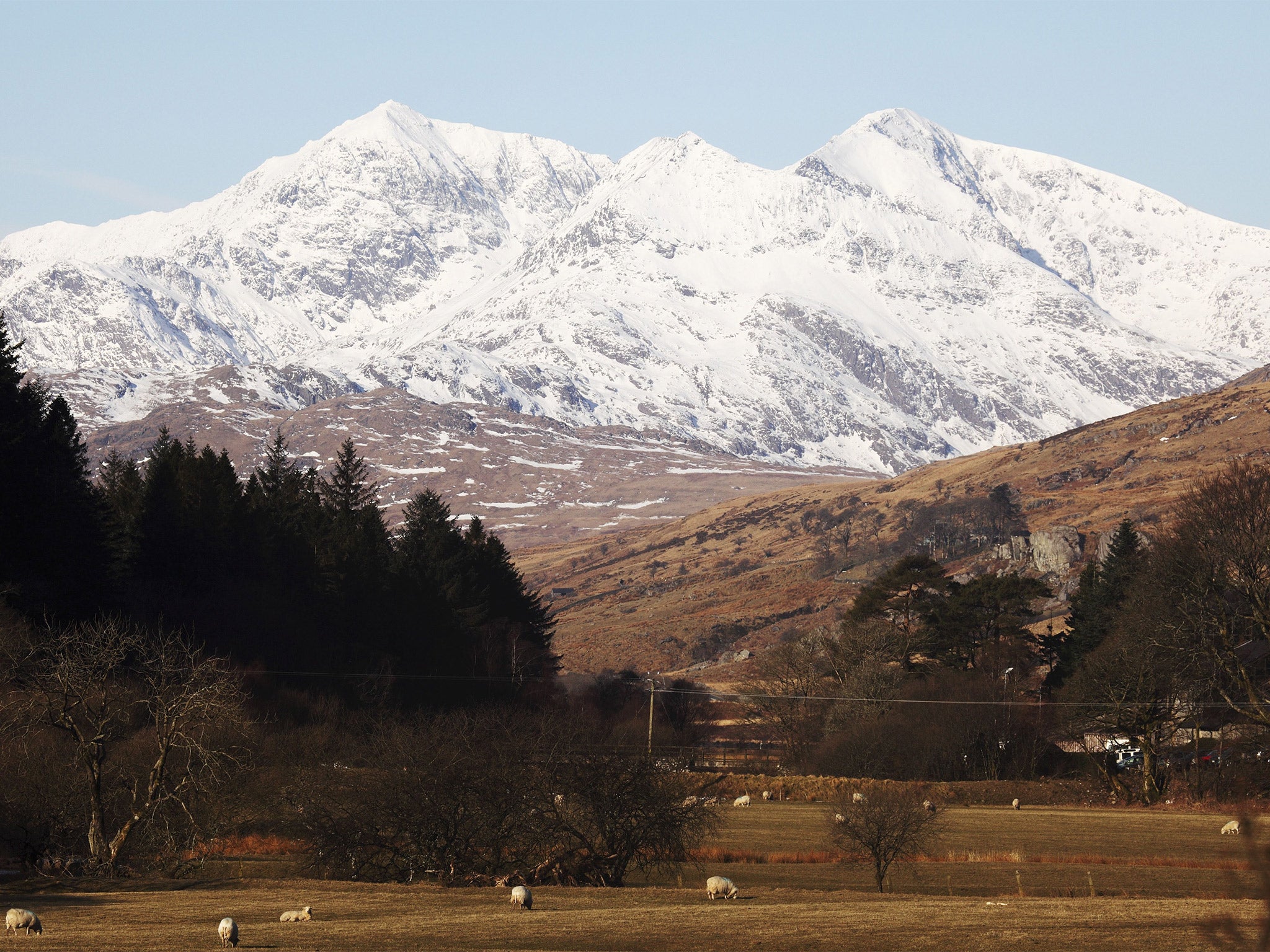 Mount Snowdon capped with snow as Welsh sheep graze in Snowdonia National Park