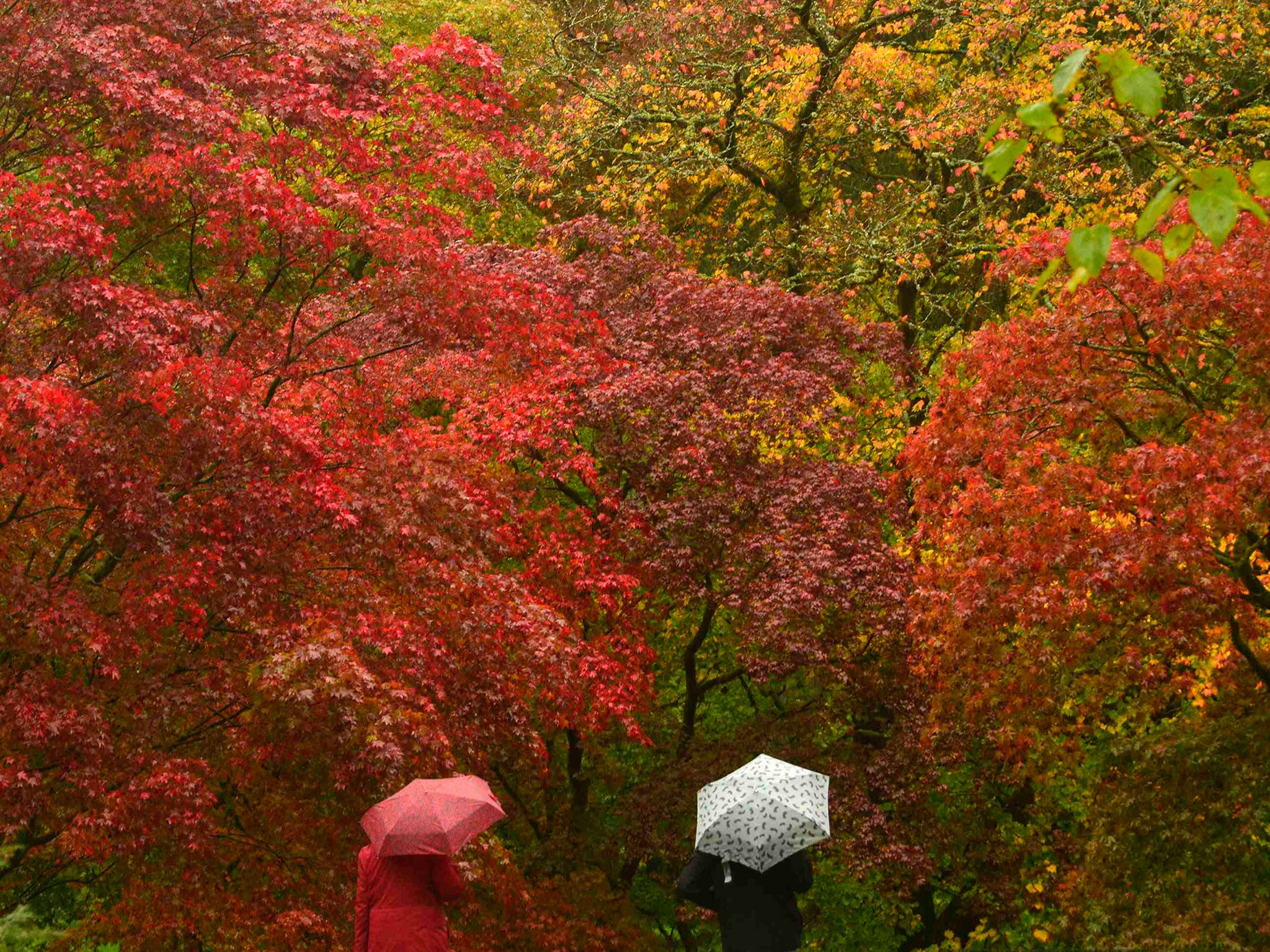 Visitors view the autumn foliage of acer trees in the Old Arboretum at Westonbirt in south west England. The Japanese maples are some of the first species to turn red and orange at this famous tree collection, originally planted out in the nineteenth cent