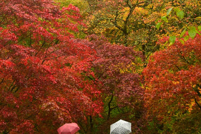 <p>Japanese maples are some of the first species to turn red and orange at  the Old Arboretum at Westonbirt in south west England</p>