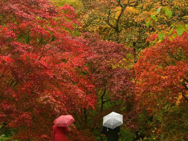 <p>Japanese maples are some of the first species to turn red and orange at  the Old Arboretum at Westonbirt in south west England</p>