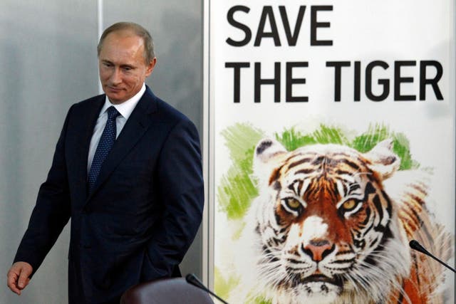 Putin, here at the International Tiger Forum in St Petersburg, Russia, in 2010, released three Siberian tigers into the wild in May 2014