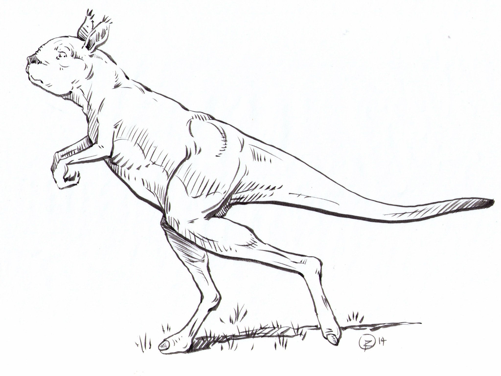 A recreation of the short-faced marsupial, which died out when modern humans arrived in Australia
