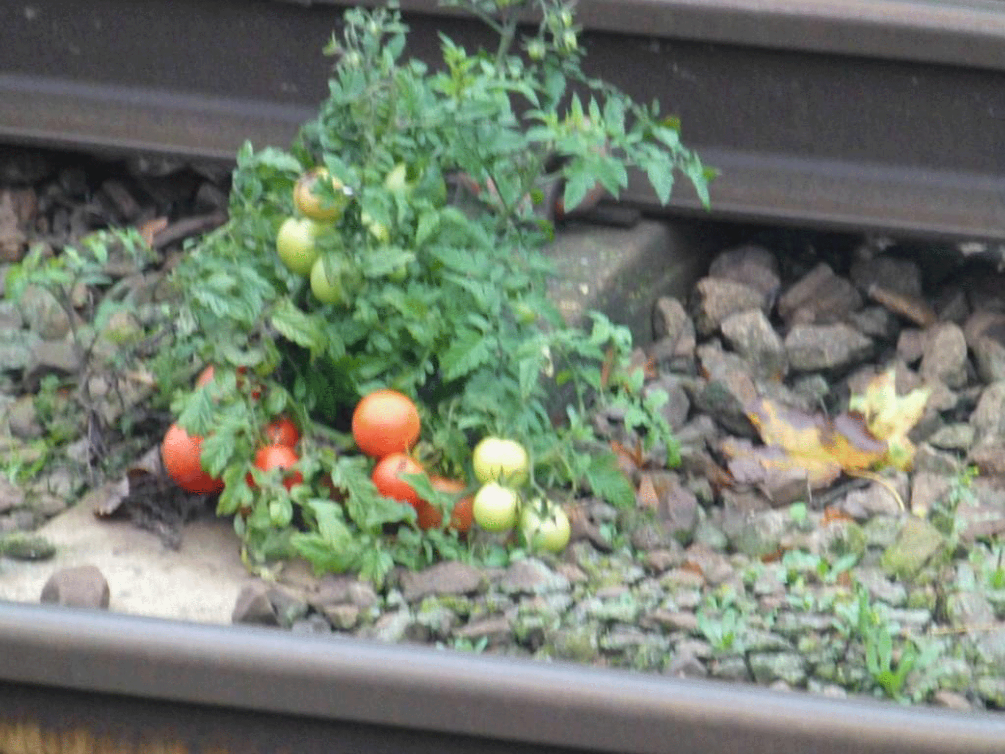 Tomatoes have been found growing in human waste dumped from trains on tracks in Essex