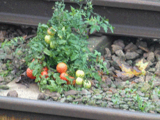 Tomatoes found 'growing in human waste dumped on railway tracks'