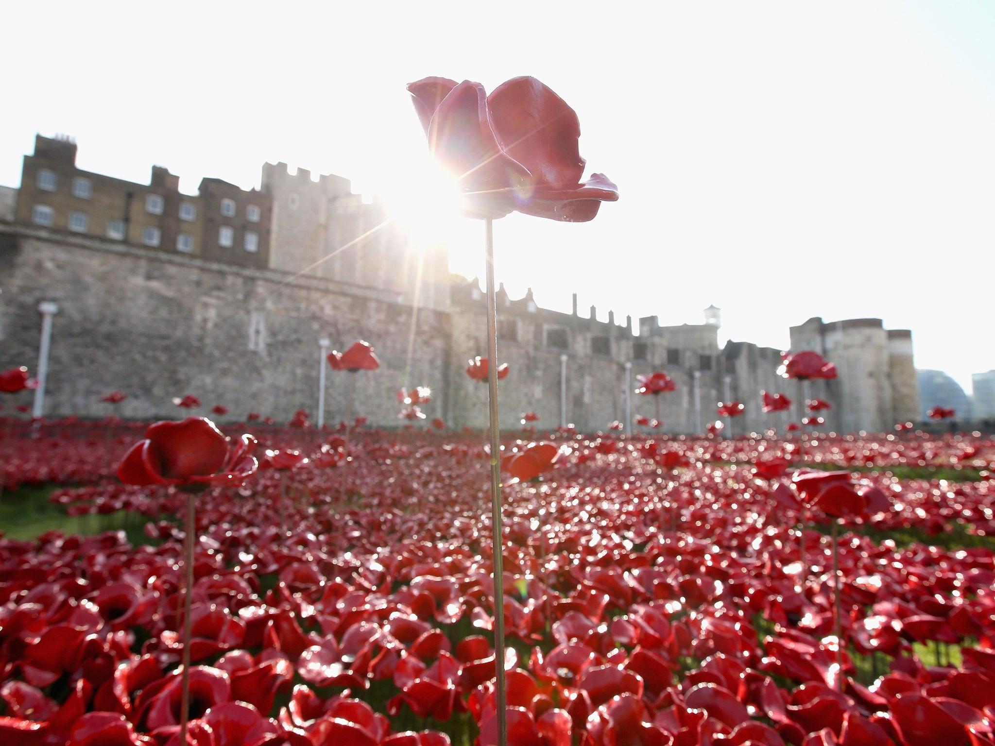 uk remembrance poppy