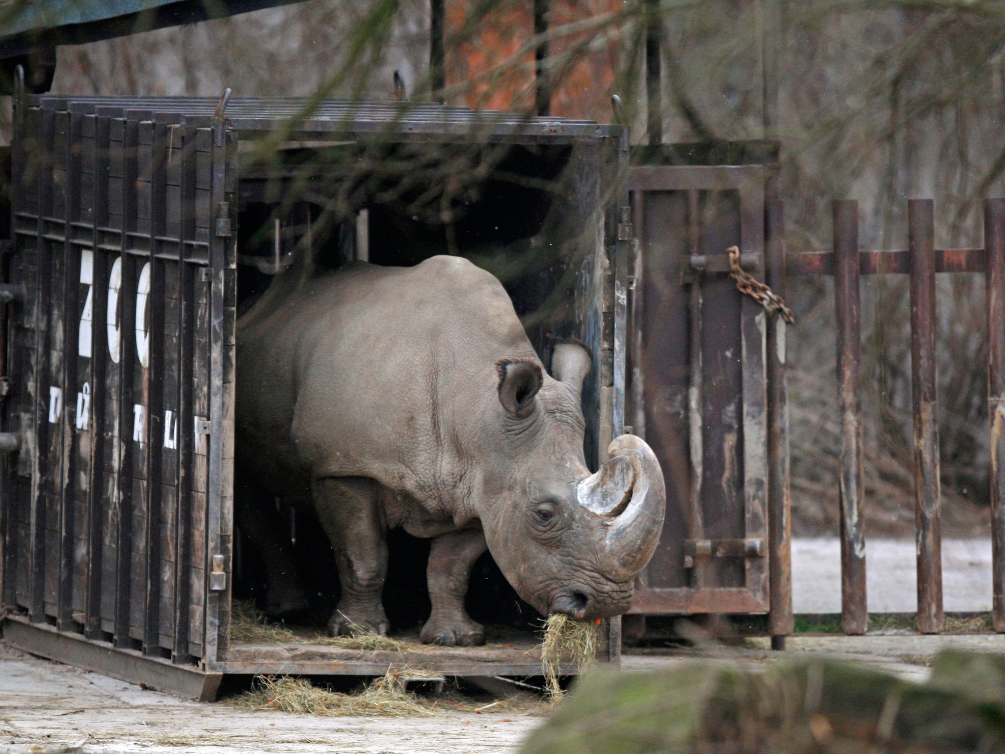 how many white rhinoceros are left in the world