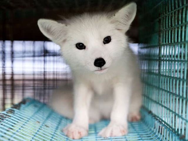 Kimi the fox cub