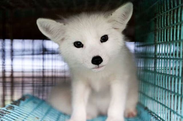 Kimi the fox cub