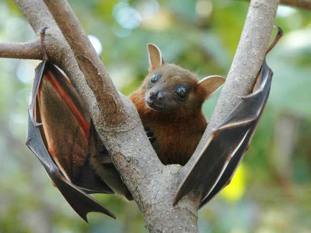 The fruit bat is widely believed to be the source of Ebola