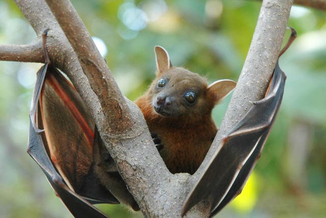 The fruit bat is widely believed to be the source of Ebola