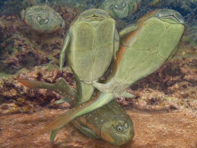 Photo issued by Flinders University of an artist's impression of a Microbrachius dicki mating scene