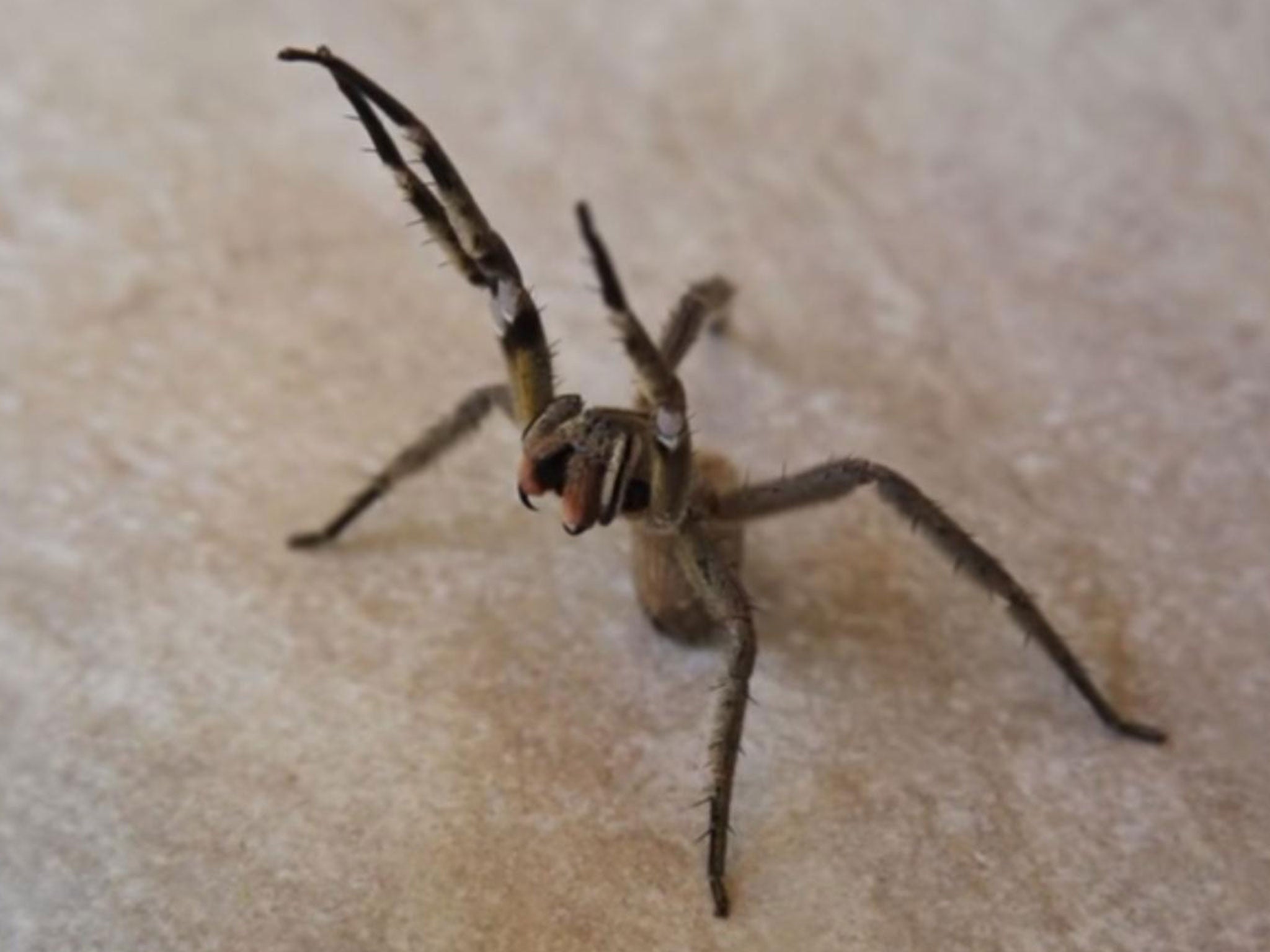 A Brazilian wandering spider filmed in Costa Rica