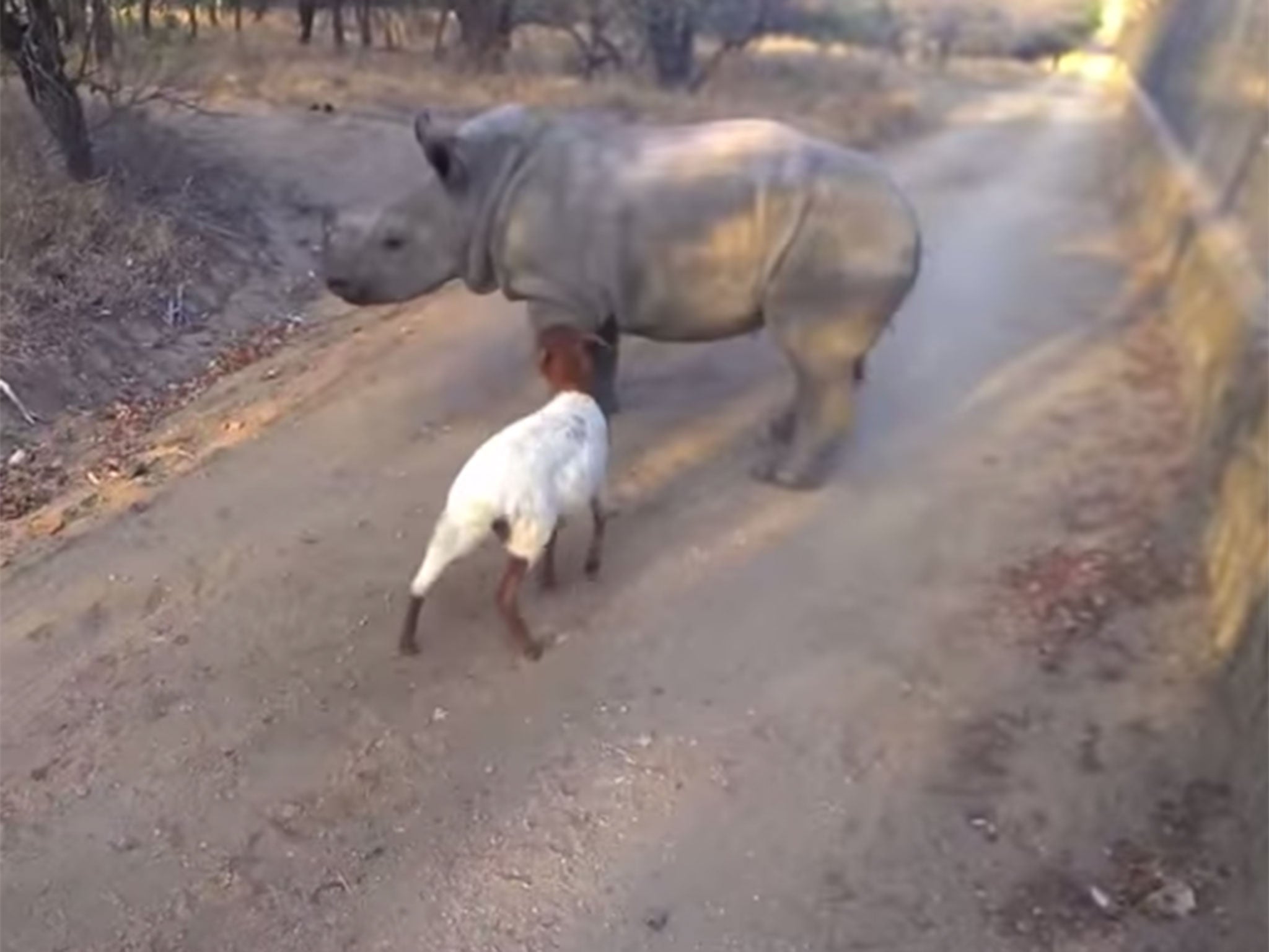 Footage from South Africa shows Gertjie and Lammie running and playing with each other.