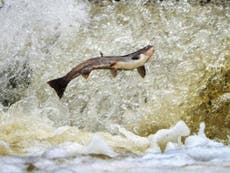 Read more

One salmon costs more than a barrel of oil