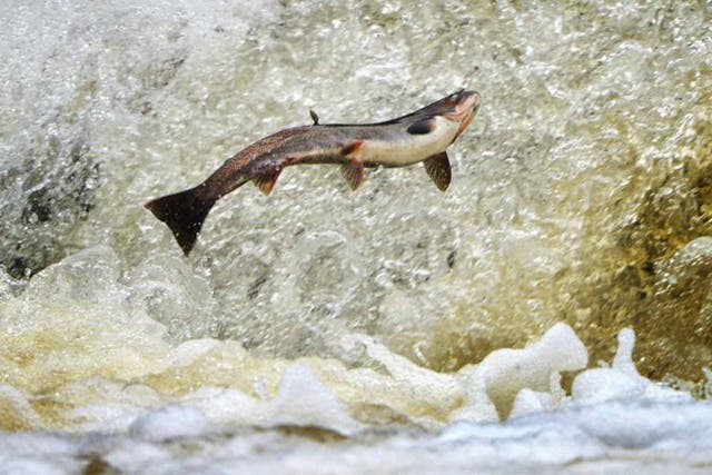 Giant leap: a salmon on a mission to spawn