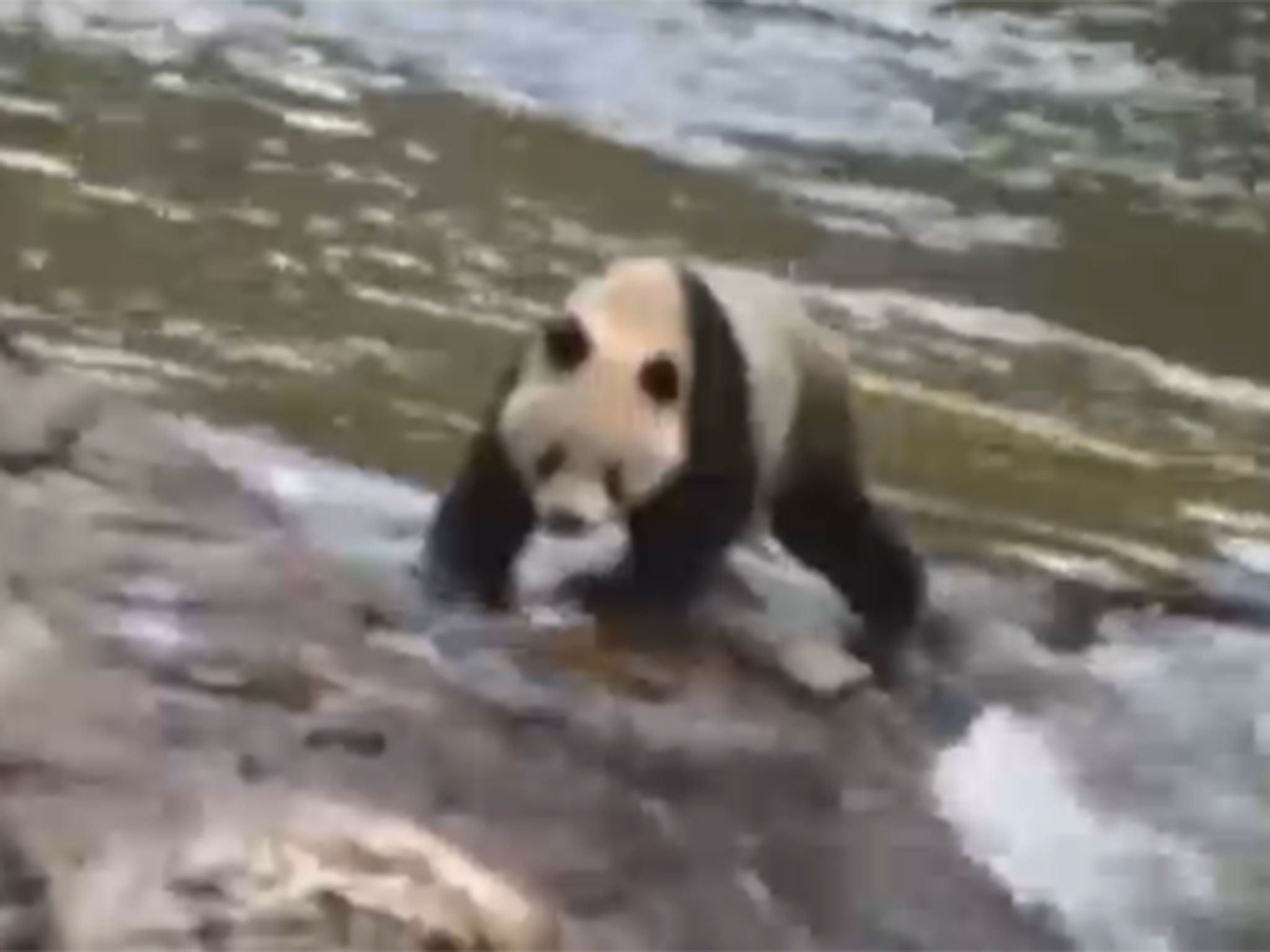 Tourists in the Qinling mountains spotted the endangered species in a creek
