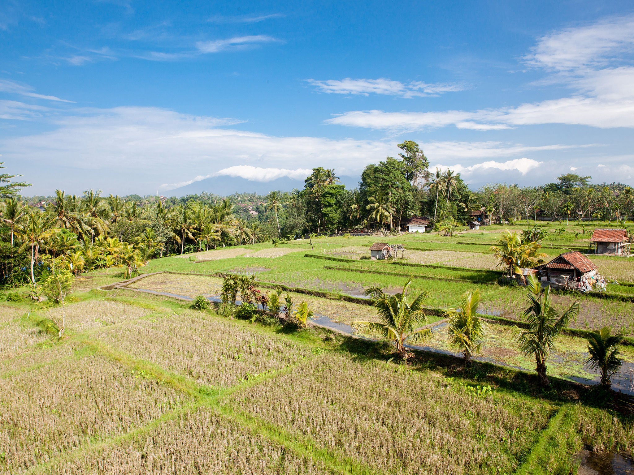 Police in Indonesia are investigating the murder of a British man found with his throat cut in a rice field on the island of Bali