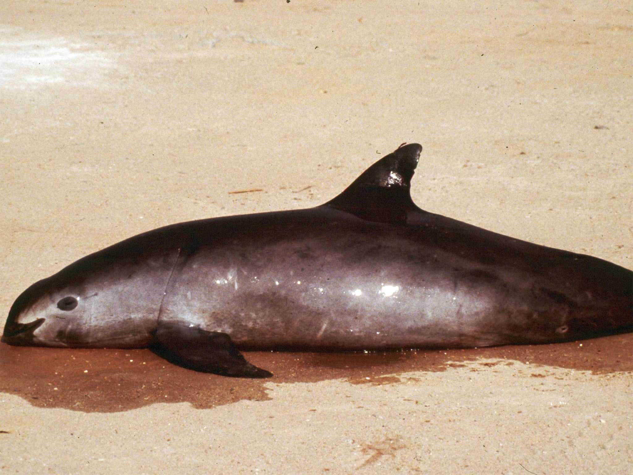 Vaquita One of the world's rarest animals could go extinct in months