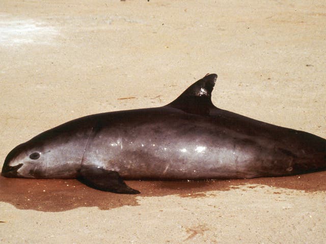 Final countdown: fewer than 100 vaquitas remain