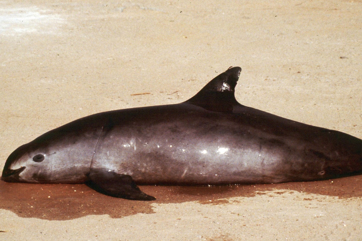 Vaquita: One of the world's rarest animals could go extinct in months ...