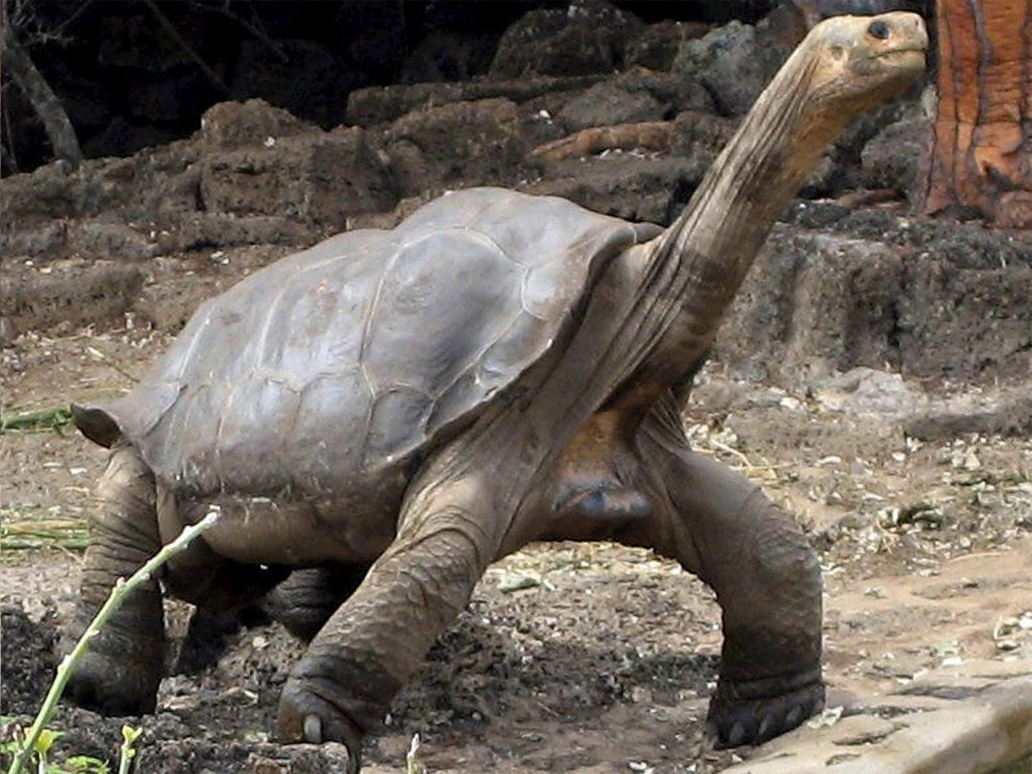 Lonesome George before his death in 2012