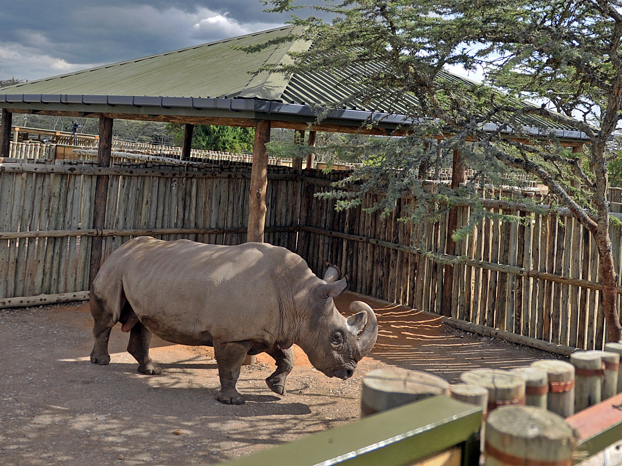 Sudan, the last male northern white rhino