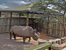 The last male northern white rhino must now be kept under armed guard