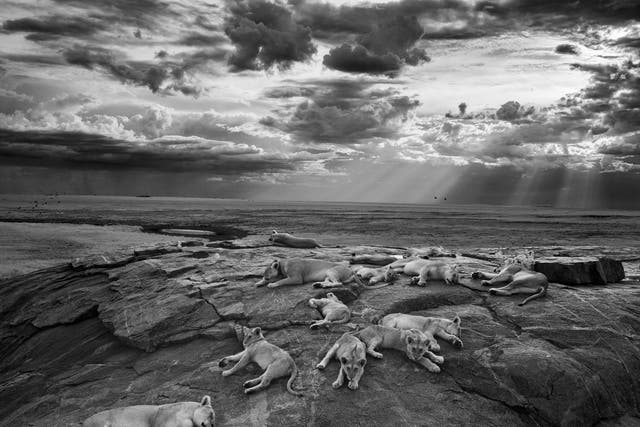 The last great picture - Winner 'Black and White' and overall 'Wildlife Photographer of the Year'