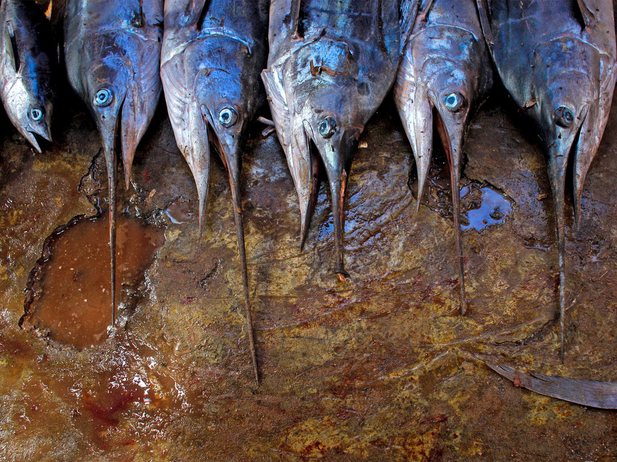 Freshly caught swordfish lined up for sale inside Mogadishu's fish market