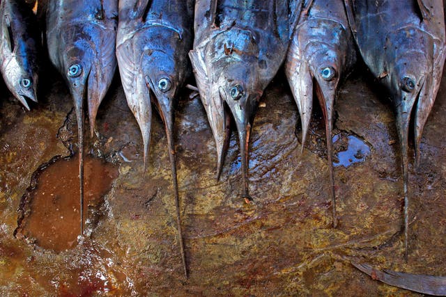 The men catch swordfish and ahi tuna destined for top US restaurants and supermarkets