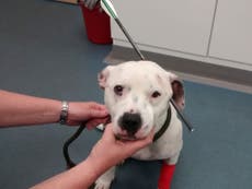 Read more

Dog found with crossbow bolt through head