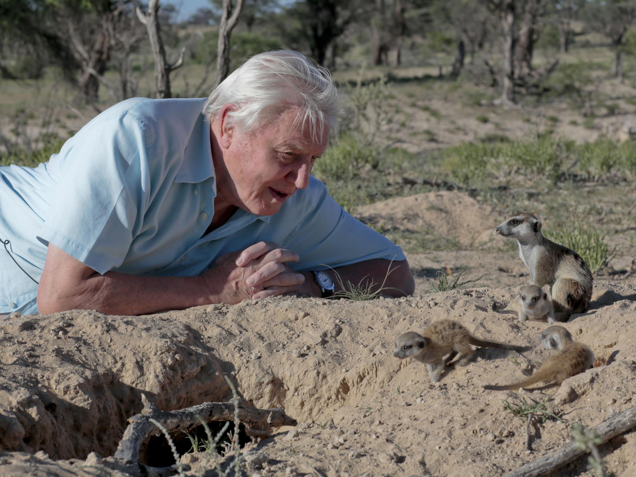 Creature comforts: David Attenborough makes friends with meerkats in ‘Life Story’