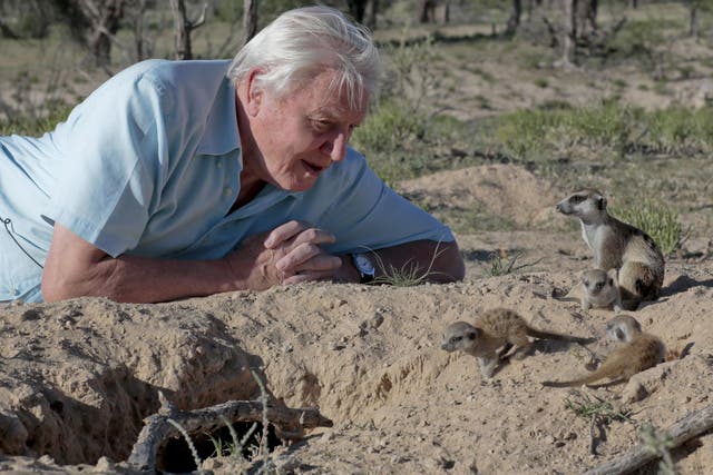 The 89-year-old wildlife presenter made the first series of Planet Earth in 2006