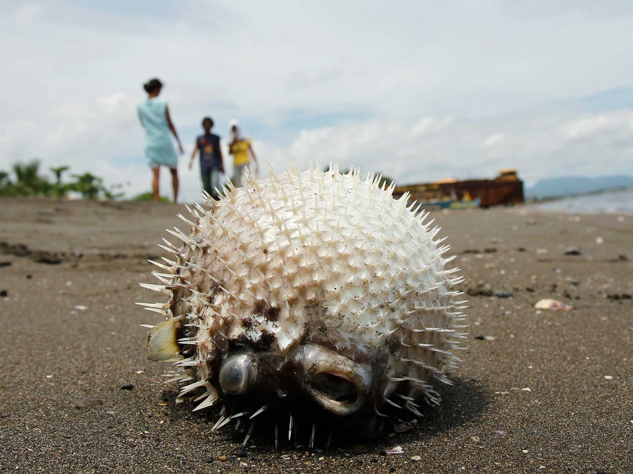 A dead puffer fish lies on the seashore of Naic, Cavite, southwest of Manila